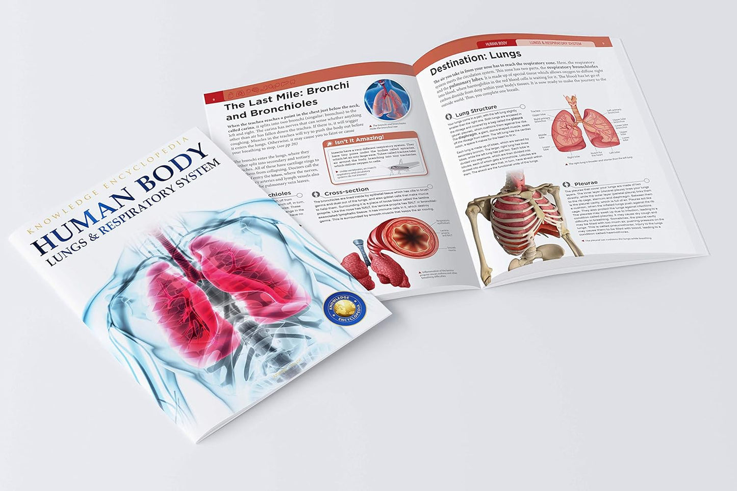 Human Body - Lungs and Respiratory System: Knowledge Encyclopedia For Children by Wonder House Books [Paperback]