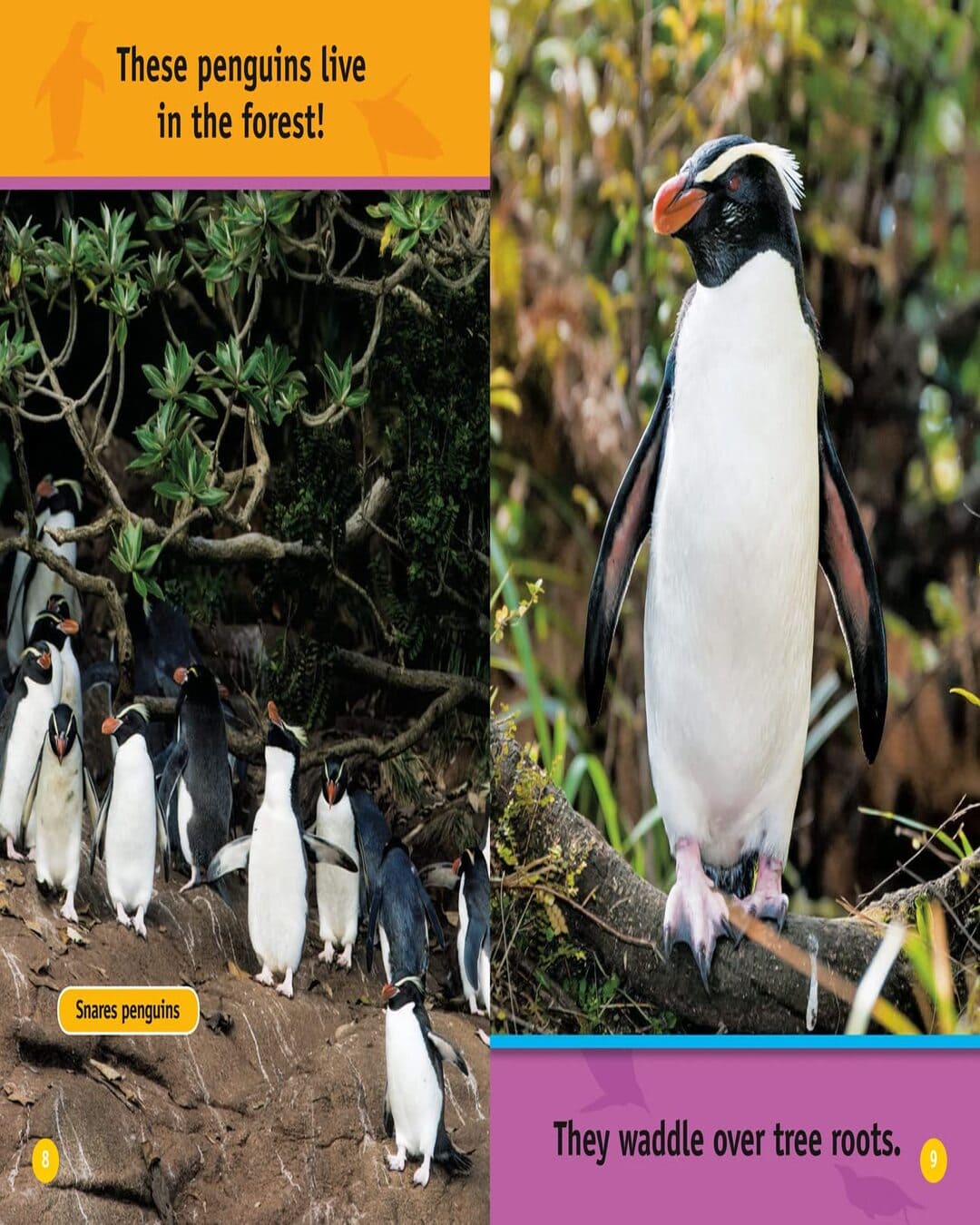 NG Readers â€” HELLO, PENGUIN!: Level 1 [Paperback] - versoz.com
