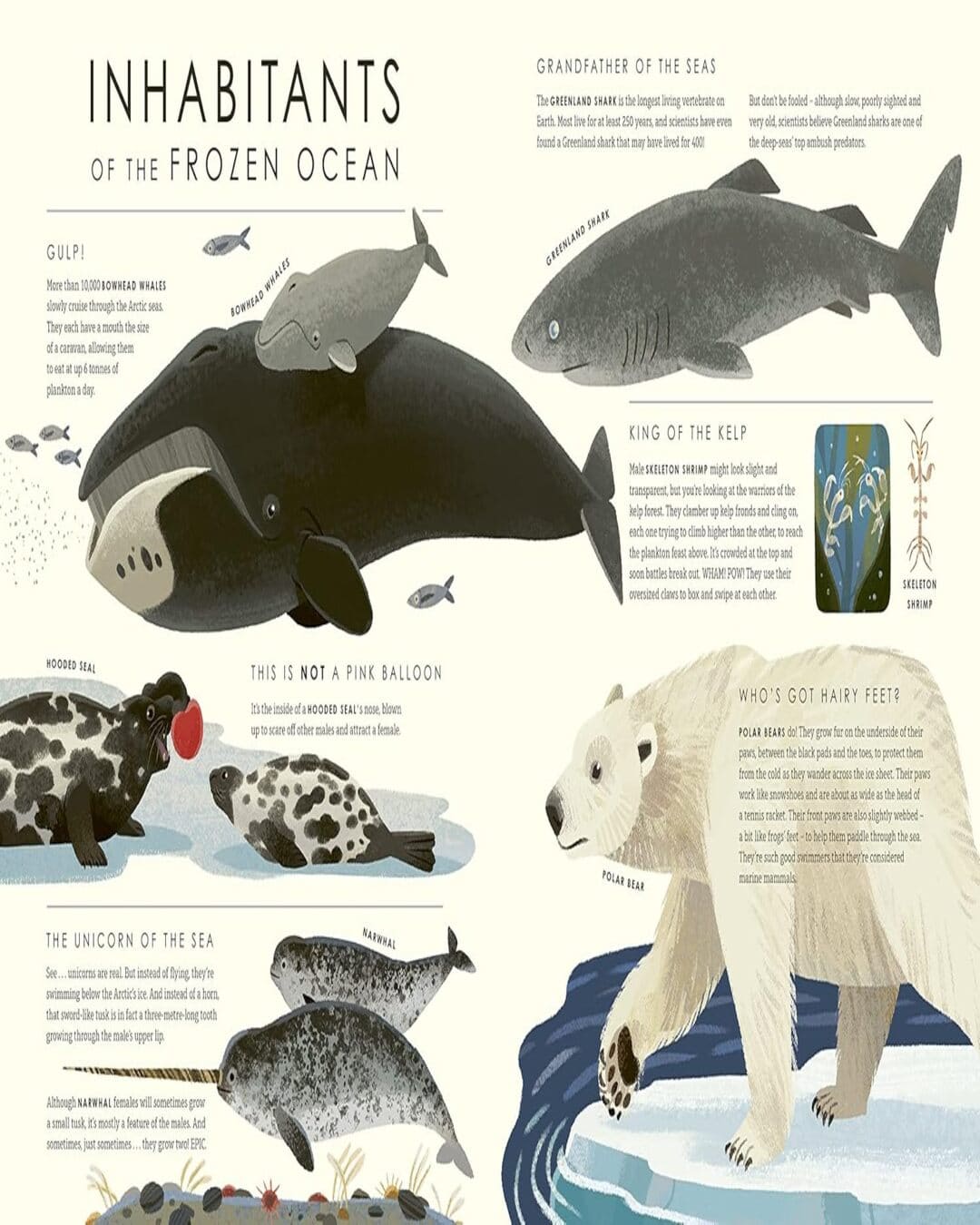 Frozen Planet Ii (For Young Wildlife-Lovers Inspired By David Attenboroughs Series) by Leisa Stewart-Sharpe [Hardcover] - versoz.com